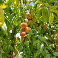 باغ ویلا ۵۲۰ متری