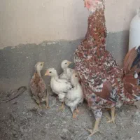 مرغ گلین با جوجه
