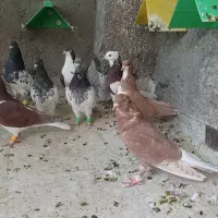 تعداد 12عدد رنگه آس