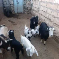 سه راس بز و چهار راس بزغاله|حیوانات مزرعه|ازنا, |دیوار