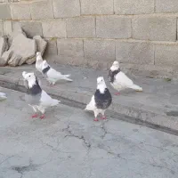 کفتر طوقی|پرنده|اشترینان, |دیوار