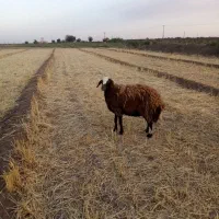 میش|حیوانات مزرعه|فیروز, |دیوار