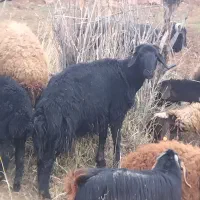 قوچ قره قزل اصل