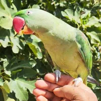 طوطی سبز رام یکساله معاوضه با سگ ژرمن نر مو بلند|پرنده|شیراز, معالی‌آباد|دیوار