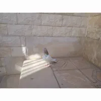 یک عدد کبوتر به فروش میرسد|پرنده|مهدی شهر, |دیوار