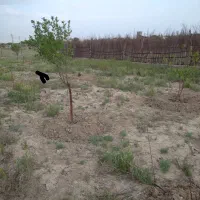 باغچه در تنکمان