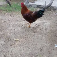 خروس و مرغ