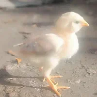 جوجه گلین لری