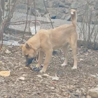 توله سرابی درجه۱|سگ|تبریز, |دیوار