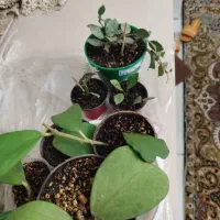 هویای قلبی و هویای کروهنیانا.انار.نارنگی لیمو ترش|گل و گیاه طبیعی|تبریز, |دیوار