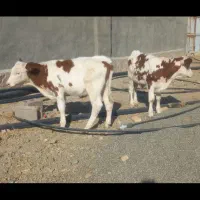 گوساله پرواری