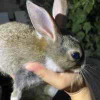 خرگوش