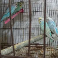 عروس هلندی،مرغ عشق رینبو اصل|پرنده|مسجد سلیمان, |دیوار