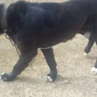 سگ سرابی سه ساله|سگ|انگوت, |دیوار