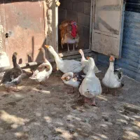 تعداد ۱۲عدد. غاز واردک