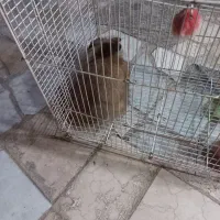 خرگوش  فروشی  با قیمت مناسب