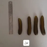 خیار شور نول و ممتاز مزنیک|عمده‌فروشی|تهران, میدان میوه و تره‌بار مرکزی|دیوار