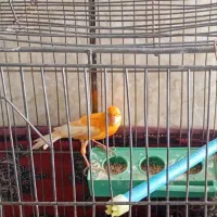 قناری|پرنده|بهمن صغاد, |دیوار