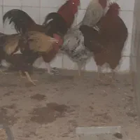 مرغ وخروس