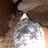 طوقی|پرنده|بهبهان, |دیوار