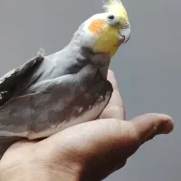 عروس هلندی بد اخلاق|پرنده|تربت‌حیدریه, آغوی|دیوار