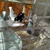 کفتر|پرنده|گلبهار, شهر جدید گلبهار|دیوار