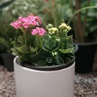 هدیه روز زن - گل‌فروشی گل نرگس