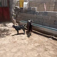 دو عدد بز|حیوانات مزرعه|بندر گناوه, |دیوار
