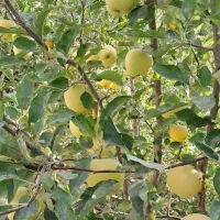 سیب تازه باغی