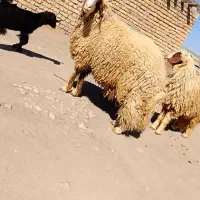 قوچ.کاور ورن