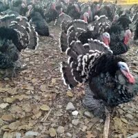 بوقلمون نر محلی