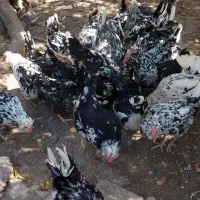 تخم مرغ نطفه دار نژاد گلین|حیوانات مزرعه|رفسنجان, |دیوار