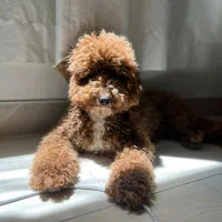 پودل مینیاتوری ماده یکساله