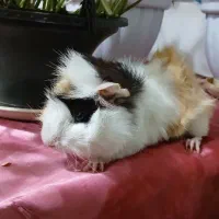 خوکچه هندی|موش و خرگوش|سنگر, |دیوار