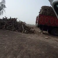 خرید چوب مرکبات