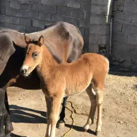 اسب مادیون|اسب و تجهیزات اسبسواری|زنجان, |دیوار