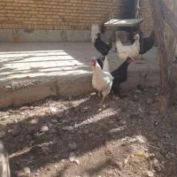 مرغ سیاه بومی وسفید بومی اصل تخمگذار|حیوانات مزرعه|خمینی‌شهر, |دیوار