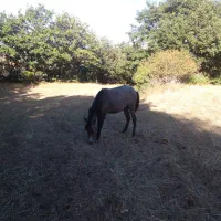 اسب ماده|اسب و تجهیزات اسبسواری|اهر, |دیوار