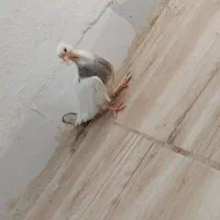 طوق هفت رنگ