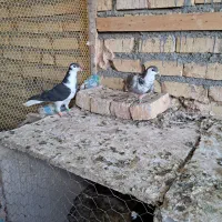 کبوتر ماده پرشی|پرنده|تربت‌حیدریه, بالا ولایت|دیوار