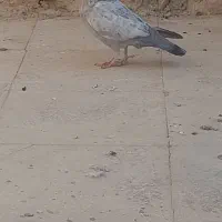 فروش|پرنده|کامفیروز, |دیوار