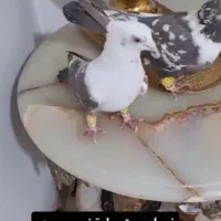 کبوتر  رنگه عتیقه تماس باسخ گوهستم