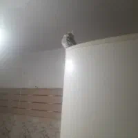 پیداه شده عروس هلندی