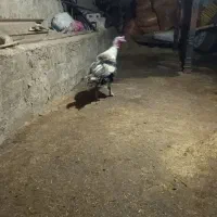 بوقلمون نرو ماده