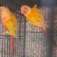 جفت ها گرینچیک مولد پایدردچیک