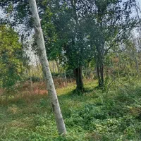 پرتقال محلی|خوردنی و آشامیدنی|رشت, پارک شهر|دیوار