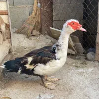 یک جفت غاز و یه اردک سیکا نر و دوتا سیکا ماده