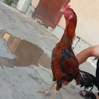 خروس لاری|حیوانات مزرعه|سرپل ذهاب, |دیوار