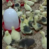 فروش جوجه غاز عمده|حیوانات مزرعه|سنندج, |دیوار