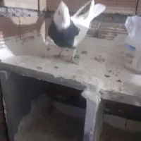 سرور کلفه جفت تخم هم گذاشته سیاه کلفه مثل خروس|پرنده|اردبیل, |دیوار